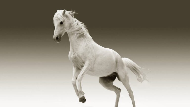 الخيل العربي