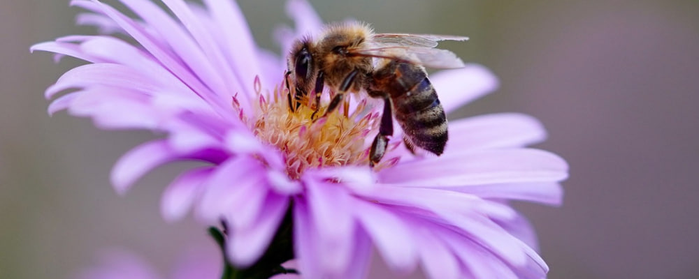 النحل والعسل