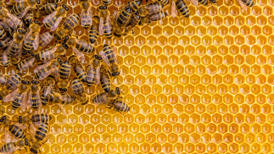 تعرف على أحدث الدراسات عن النحل والعسل